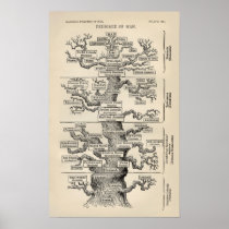 Ernst Haeckel's "tree of life" Poster