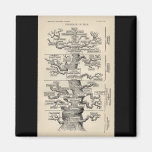 Ernst Haeckel's "tree of life" Refrigerator Magnet