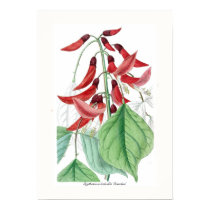 Bidwillii 'Camdeni d'Erythrina X posters by Botany_Boy Bidwillii 'Camdeni d'Erythrina X posters