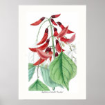 Erythrina x bidwillii 'Camdeni' Posters