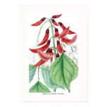 Botanical Posters