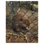 Escaping Beaver Customized Letterhead