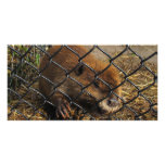 Escaping Beaver Photo Cards