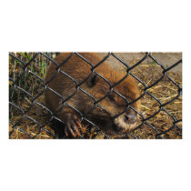 Escaping Beaver Photo Cards