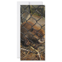 Escaping Beaver Customized Rack Card