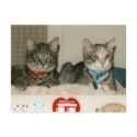 escatalogical cats postcards