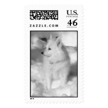 Eskie in the snow postage