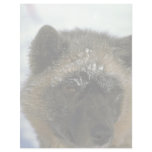 Eskimo sled dog letterhead design