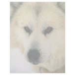 Eskimo Sled Dog Letterhead Design