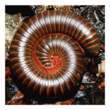 Espiral del milpiés arte fotográfico