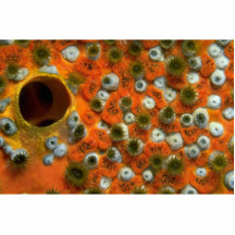 Esponja anaranjada con una colonia del zooanthid a escultura fotográfica