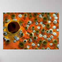 Esponja anaranjada con una colonia del zooanthid a impresiones