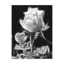 Essence of a Rose 1 postcards by LivingNature Essence of a Rose 1 postcards