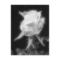 Essence of a Rose 2 postcards by LivingNature Essence of a Rose 2 postcards