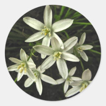 Estrella de Belén Pegatinas Redondas