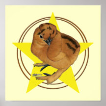 Estrella roja del polluelo de Silkie Impresiones