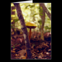 ET-The Shy Mushroom cards