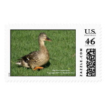 Ethel the Duck Stamps