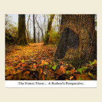 Ethereal Woods, Forest Floor Perspecitive Poster posters