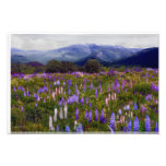 Etherial Lupines Photograph