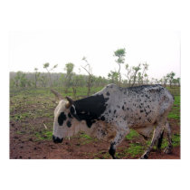 Ethiopian Brahman Cow Print