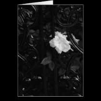 Étude en noir cards