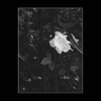 Étude en noir postcards