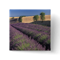 EU, France, Provence, Lavender fields 3 Pins