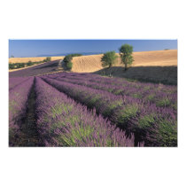 EU, France, Provence, Lavender fields 3