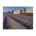 EU, France, Provence, Lavender fields 3 Postcards
