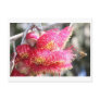 Eucalyptus caesia with Honey bee Postcard