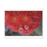 Eucalyptus ficifolia - 01 postcards