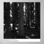 Eucalyptus Grove, UC Berkeley, 1967 posters