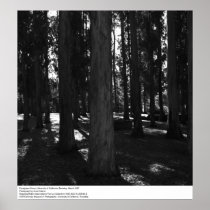 Eucalyptus Grove, UC Berkeley, 1967 Print
