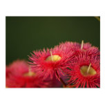 Eucalyptus Gum Flower Post Card