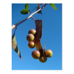 Eucalyptus Leaf Post Card