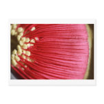 Eucalyptus macocarpa postcards