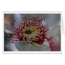 Eucalyptus macrocarpa gift card - 05