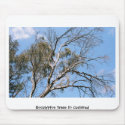 Eucalyptus Trees in Carlsbad mousepads