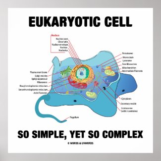 Eukaryotic Cell So Simple, Yet So Complex Poster