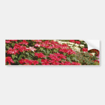 Euphorbia Pulcherrima (Poinsettia) flowers Bumper Stickers