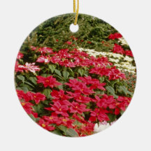 Euphorbia Pulcherrima (Poinsettia) flowers Christmas Tree Ornament