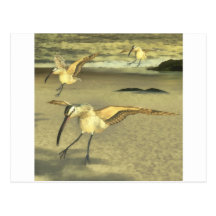 Eurasian Curlew Post Card