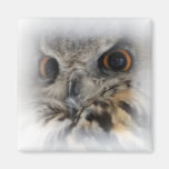 Eurasian Eagle-owl Close-up Magnet