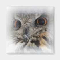 Eurasian Eagle-owl Close-up Magnet magnets