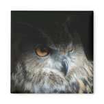 Eurasian Eagle Owl Refrigerator Magnets