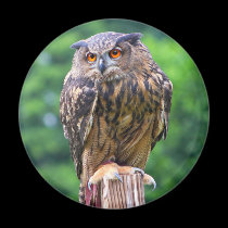 Eurasian Eagle Owl magnets