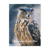 Eurasian Eagle Owl Post Cards