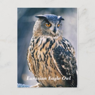 The Eurasian Eagle Owl is a large powerful bird Smaller the golden Eagle and 