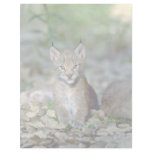 Eurasian lynx, young kitten letterhead design